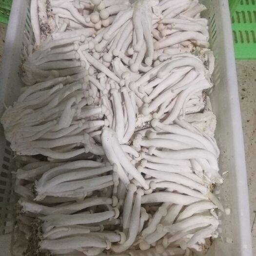 天祝县高原低温高品质海鲜菇