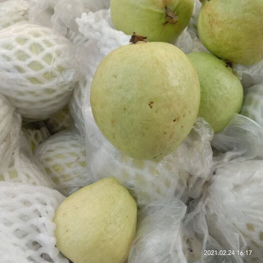 漳州芭乐 潘石榴 软糯香甜 白芯 包物流