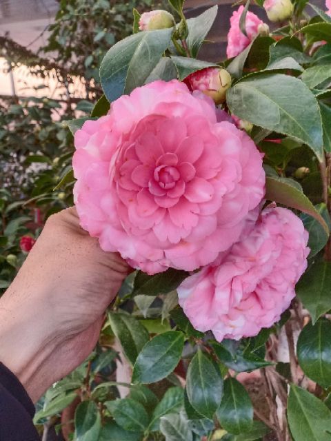 茶花 50~80cm 