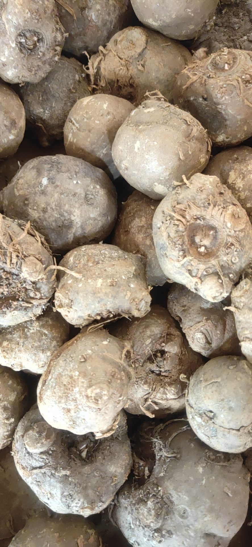 花魔芋  鸡蛋大小，魔芋种子