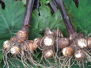 白芋个头均匀，口感不错，细腻，都是芋艿，精品货比较多可以现场