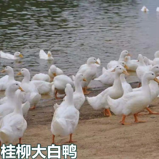 南宁桂柳鸭苗  桂柳大白鸭苗 统苗 包打疫苗 包技术指导 包运输