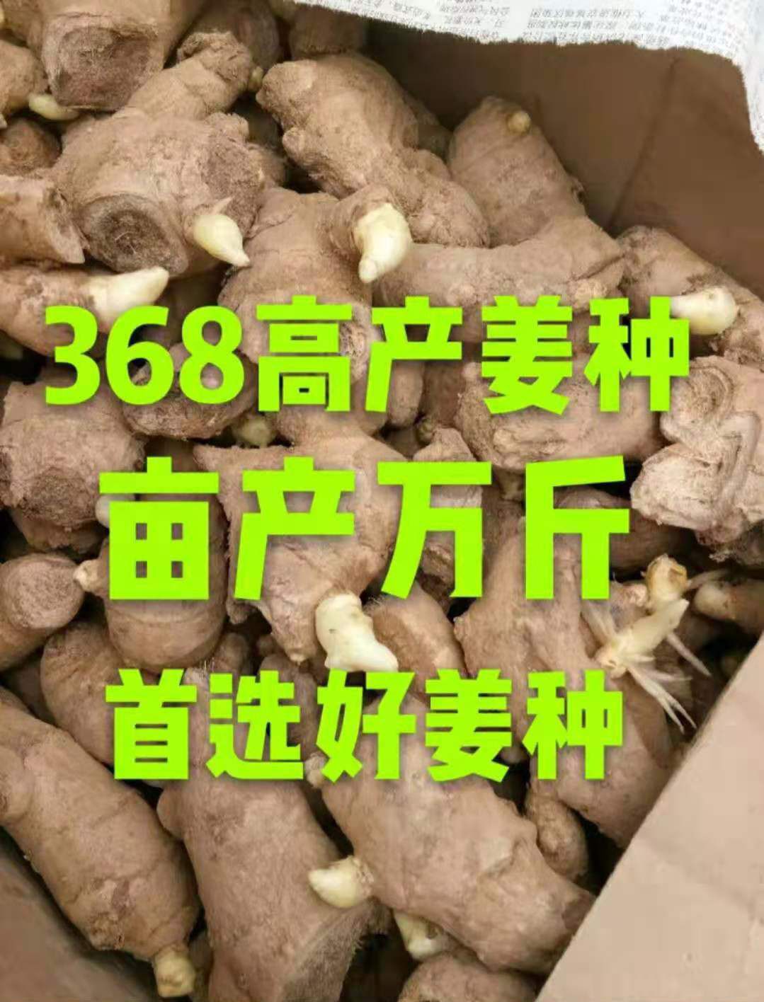 高产姜种（基地回收）（提供技术支持）