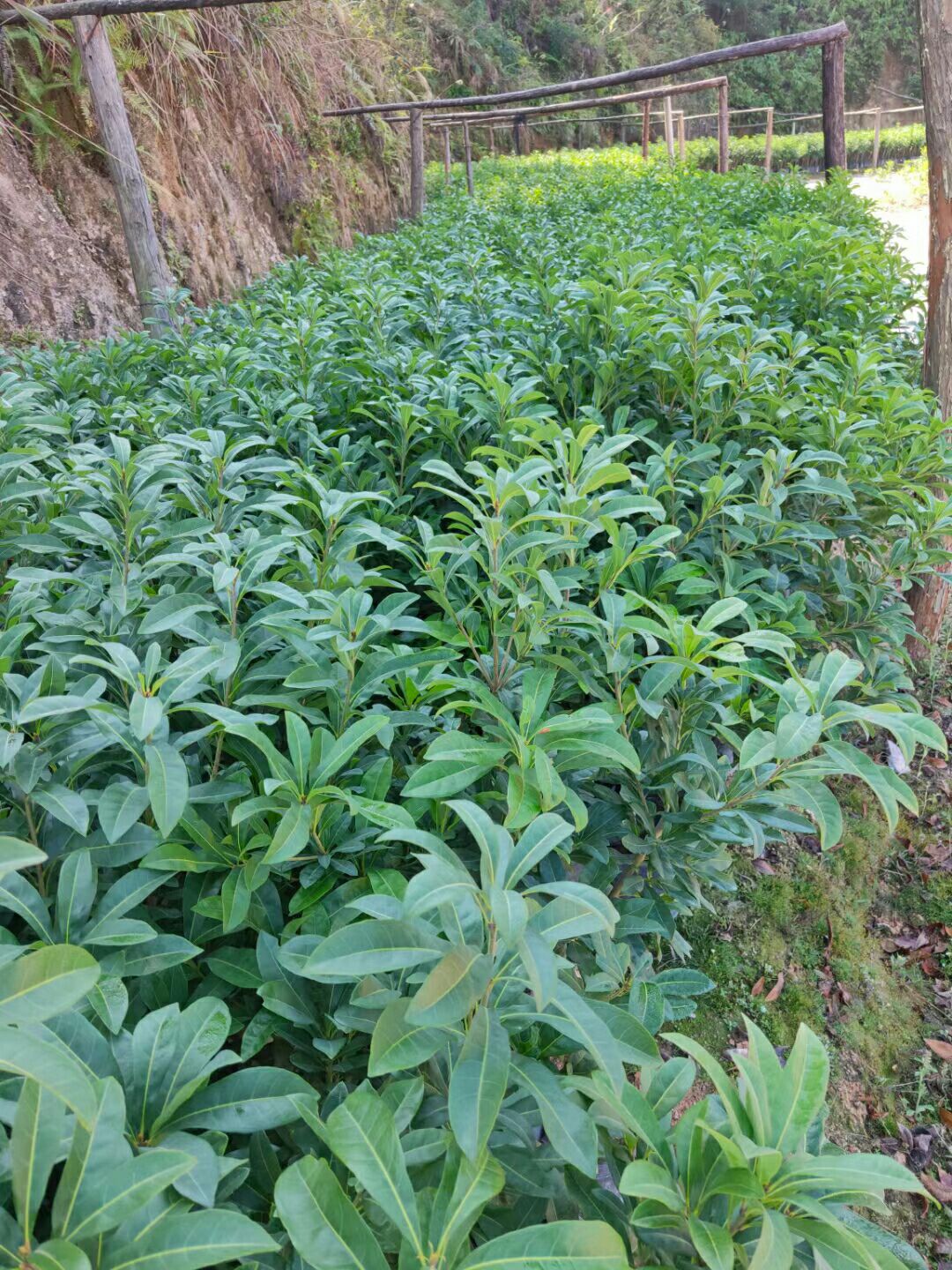 东魁杨梅树苗  东魁杨梅苗