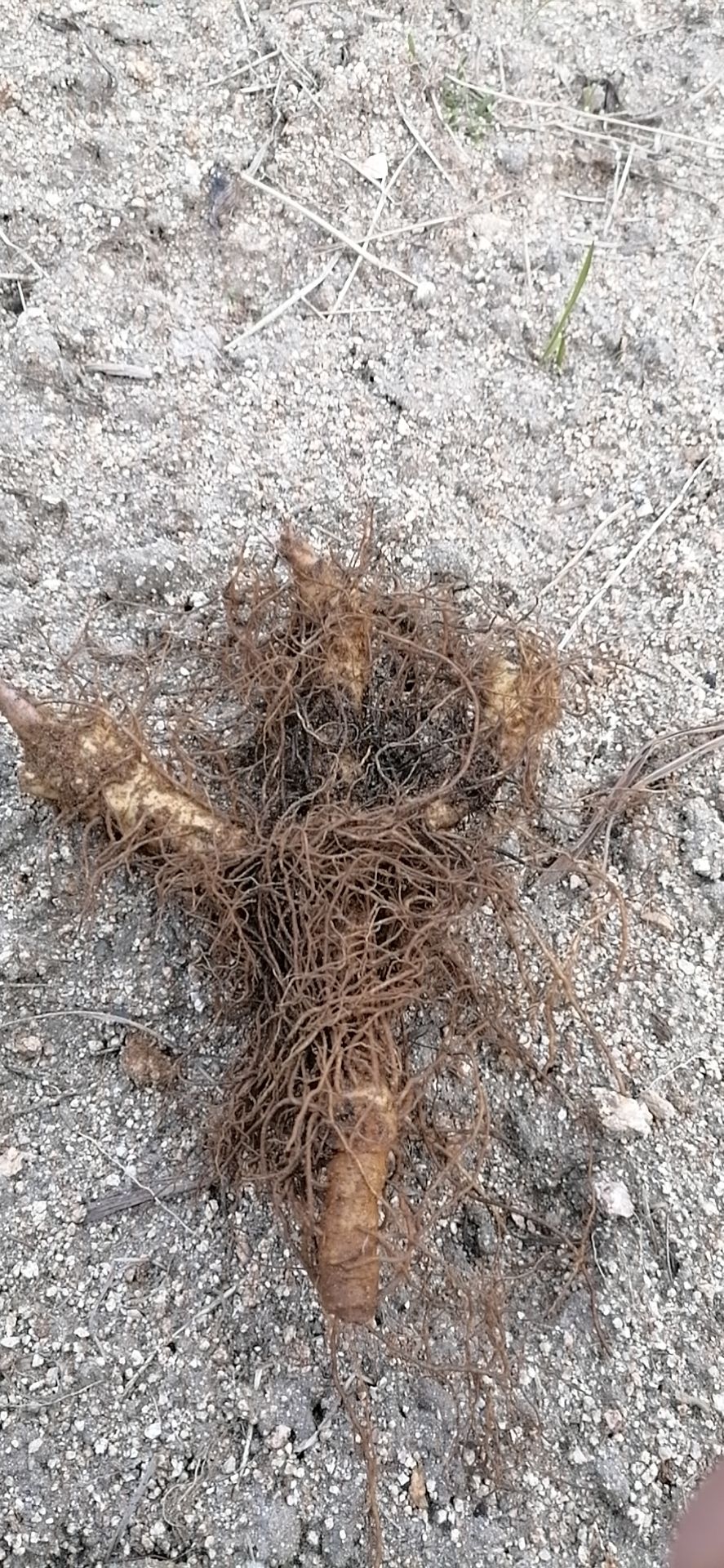 玉竹苗 大别山小玉竹种苗 细长条尾参块茎种苗基地直供