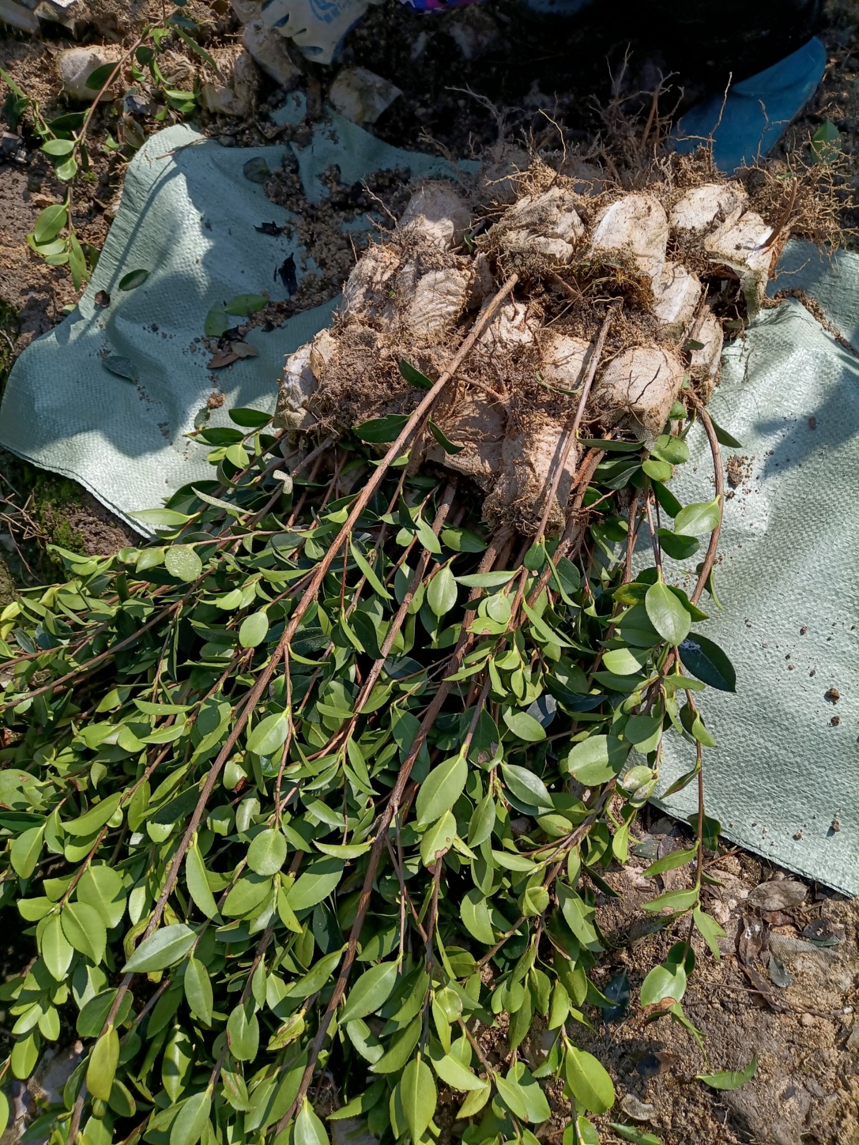 湘林210油茶树苗 苗床小杯苗 优质种植 湖南株洲攸县发货