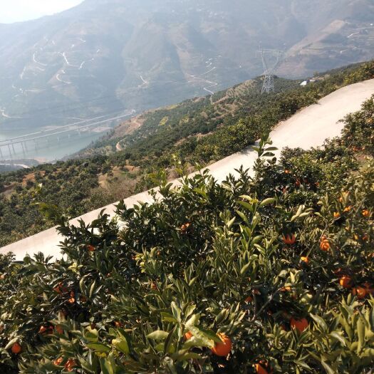 奉节 重庆市奉节县脐橙产地，家里有果园20吨左右，可代办