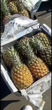 邯郸 正宗广东徐闻菠萝，无黑心黑顶黑刺，口感甘甜可口，颜色鲜亮