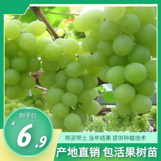灵山县阳光玫瑰葡萄苗  夏黑葡萄，阳光玫瑰  蓝宝石葡萄 巨峰葡萄