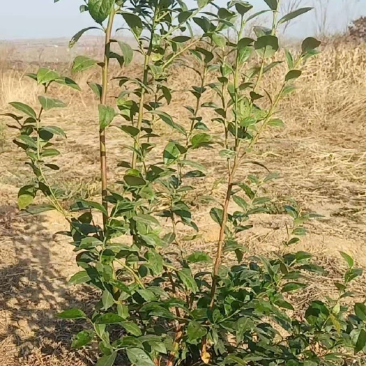 白山大量出售占地蓝莓苗盆栽地栽蓝莓苗占地蓝莓大树