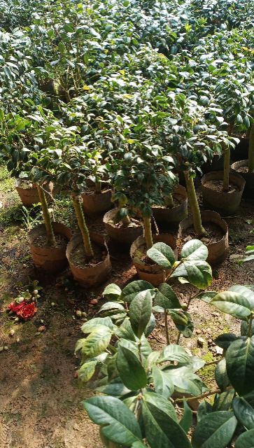 茶花 50~80cm 