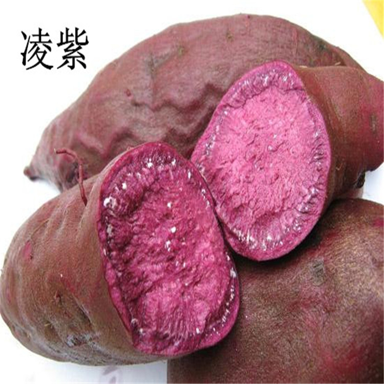 紫薯种  紫薯苗哪里卖 紫薯苗红薯苗育苗基地 批发价格 免费教种植技术