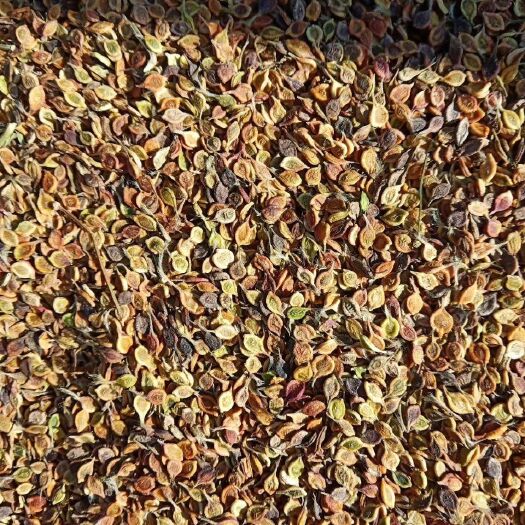 清原县苍术，白鲜皮，升麻，威灵仙等种苗，刺嫩芽苗，一手货源，