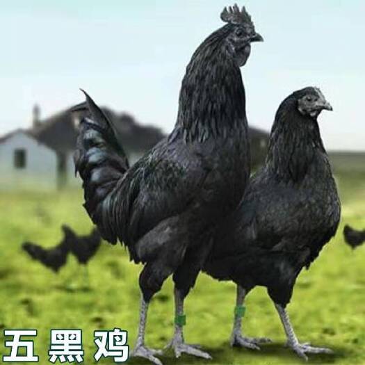 南宁五黑鸡苗 统苗 包打疫苗 包运输成活率 技术指导