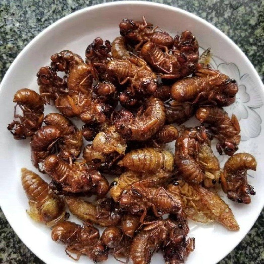 蚌埠蝉蛹  金蝉的营养成分尤其是蛋白质含量、质量比常见的动物肉食和禽蛋都