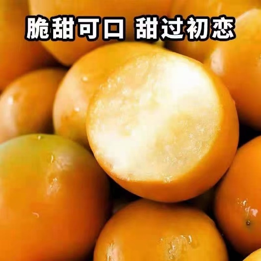 灵山县脆皮金桔苗 脆皮金桔