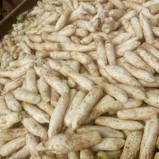 重庆市白萝卜 精品光头萝卜榨菜厂