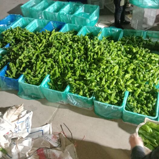 兰陵县薄皮椒  量大品质优卖像好口感好长年供应