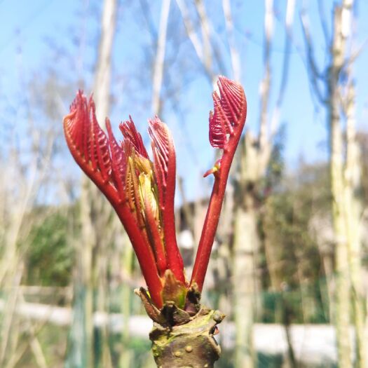 大竹县四川大竹头茬红油香椿芽大量外销