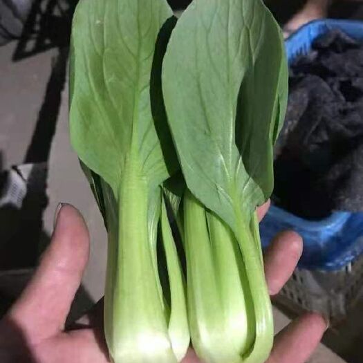 曹县油菜（上海青）