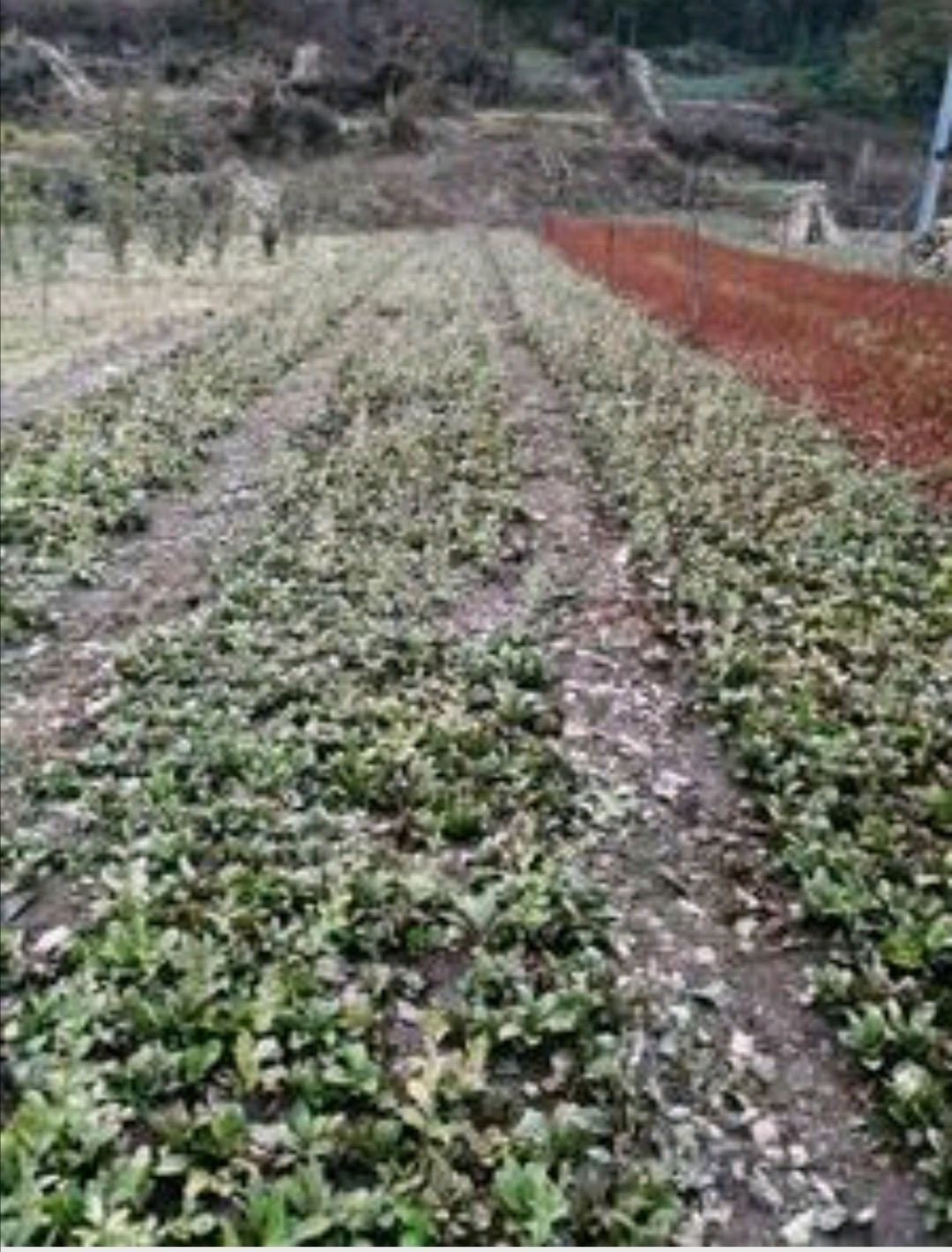 苍术种苗北苍术苗紫色朱砂点红点药材种苗