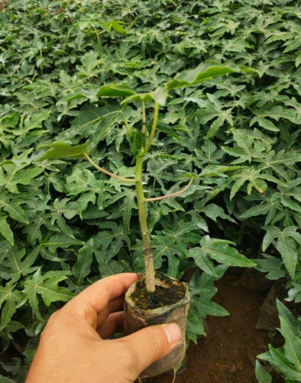 红心木瓜苗  木瓜苗树红肉水果木瓜四季矮化红心果树苗当年结果