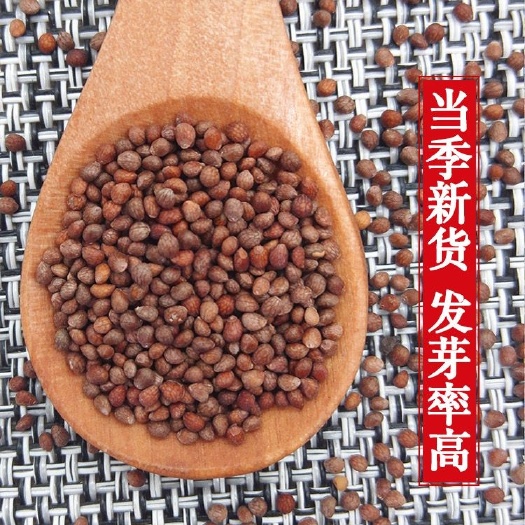 中药材紫苏  紫苏子5斤包邮喂鸟榨油调味品紫苏籽生紫苏子紫苏