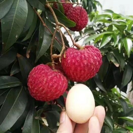 灵山县荔枝王苗 紫娘喜 新品种嫁接苗  当年挂果
