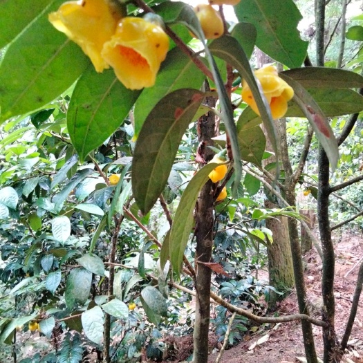 金花茶
