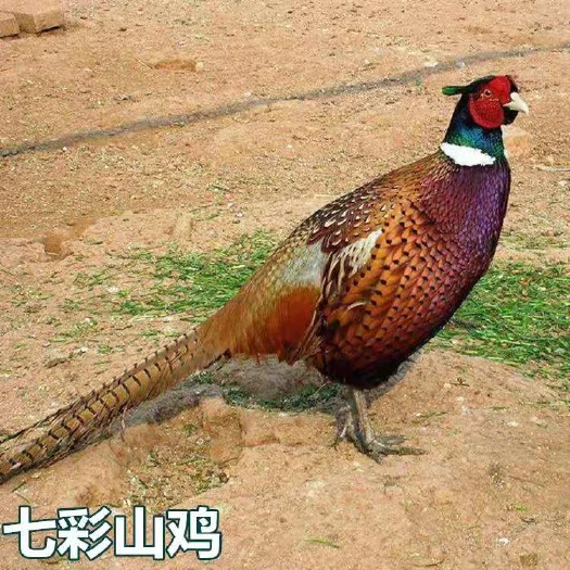 南宁七彩山鸡苗 统苗 包打疫苗 包运输成活率 技术指导