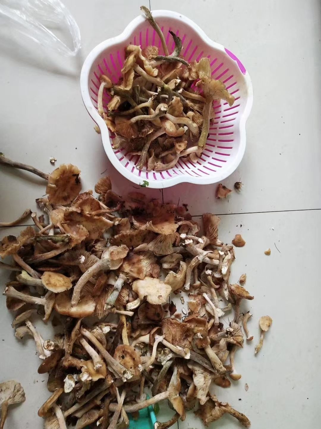 2024年蘑菇现货 腌制野生榛蘑头茬鲜榛蘑