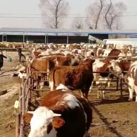 定襄县肉牛 600-800斤 母牛 