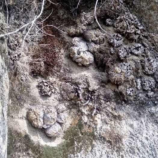 卷柏，九死还魂草，高山石头上踩摘