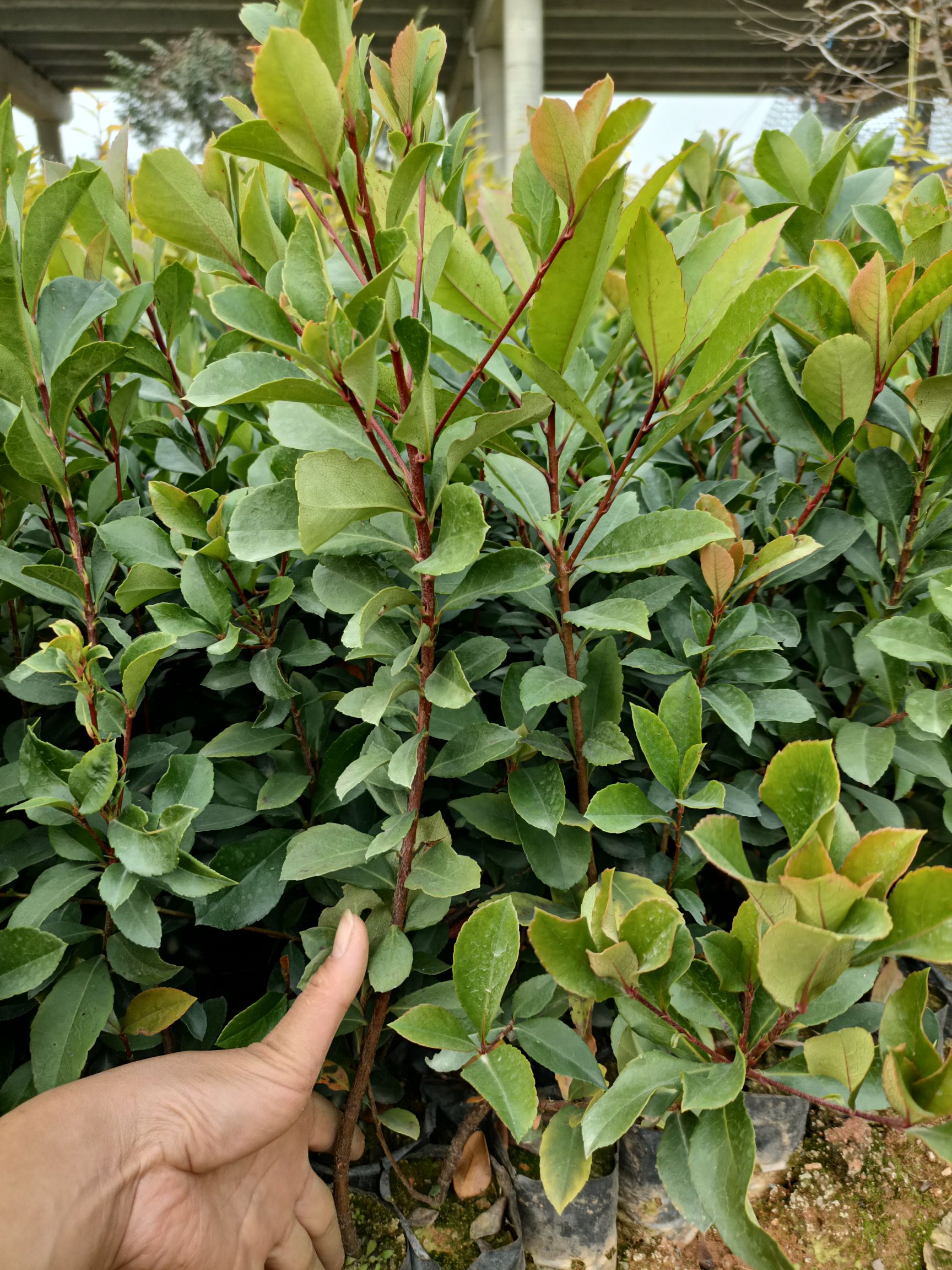 探春花  春花（车轮梅）苗