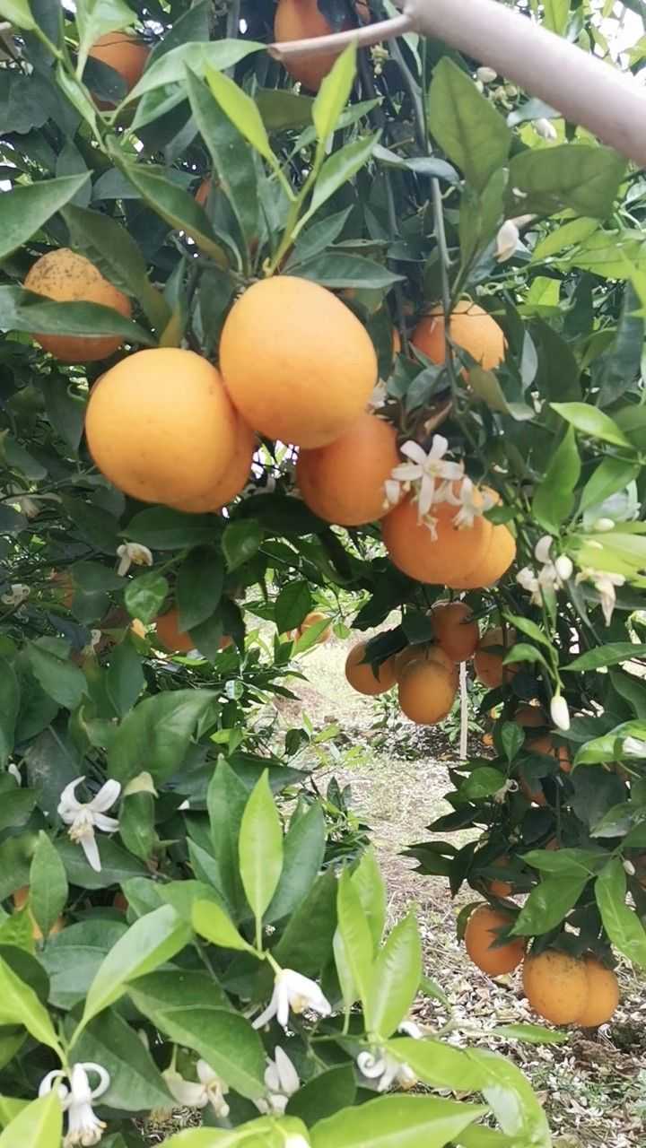 塔罗科血橙晚熟8号  资中血橙塔罗科晚熟血橙8号火热上市代收