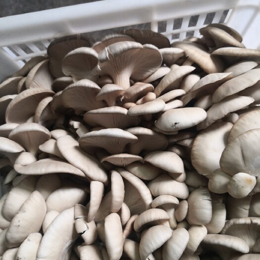 宣恩县干平菇 需要干货的老板把质量说清楚