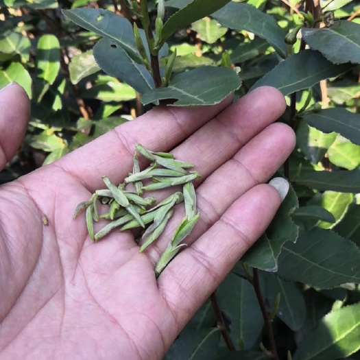 新昌县 自家龙井茶