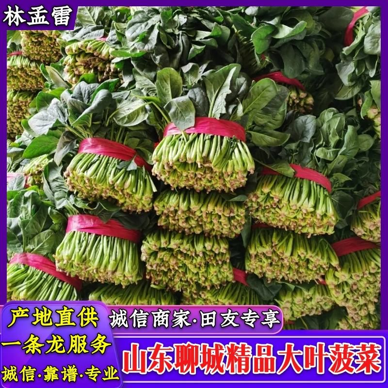 万亩大棚大叶菠菜大量上市了，产地直发口感好质量保证，专业实收
