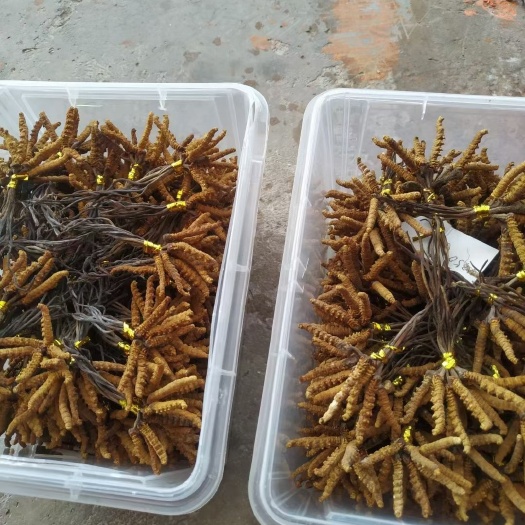 临潭县冬虫夏草 
