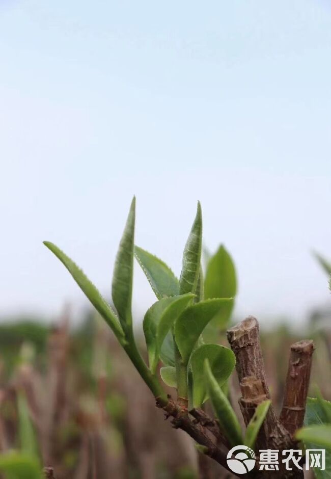 英红工夫  2021年春茶英德红茶古树红茶英红九号有机春茶红茶头春