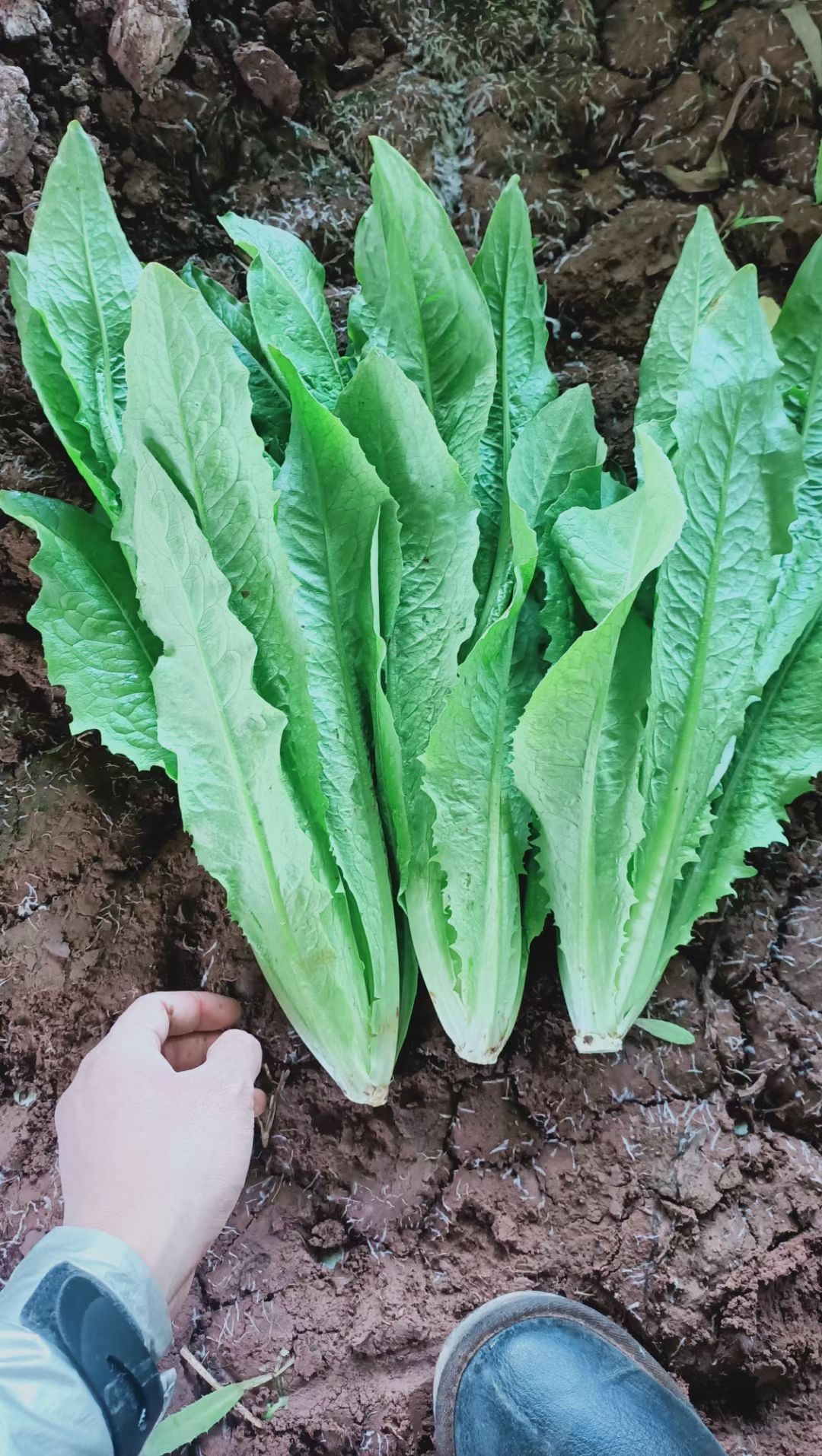 油麦菜  联邦蔬菜市场，一年四季有新鲜蔬菜，产地直销