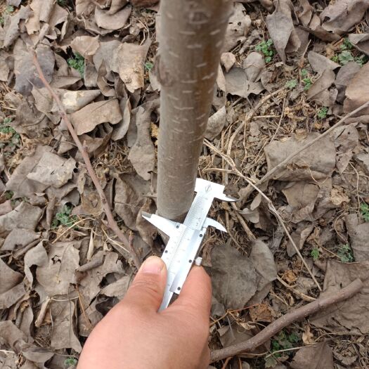 辛集市 大量供应皇冠梨树苗，各种规格都有，无病虫害，机器或人工挖苗