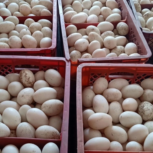 安丘市大白鸭蛋，