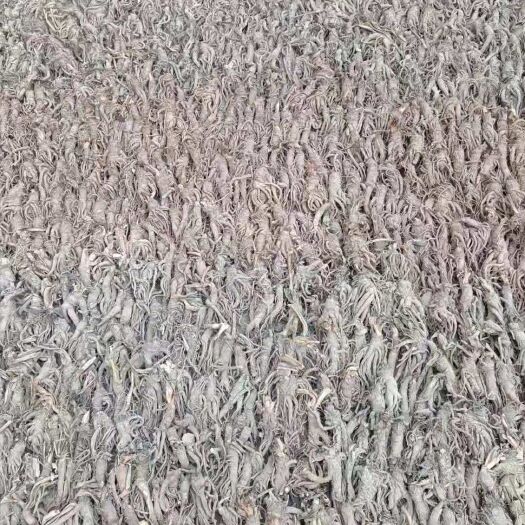 海东 大量当归出售