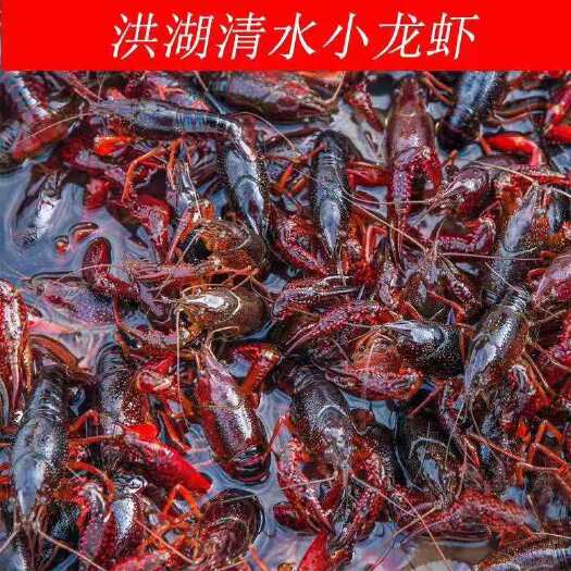 洪湖市精品小龙虾洪湖市原产地直供，大中小规格齐全，货量充足，