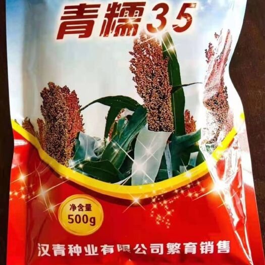 青县高粱种子—青糯35
