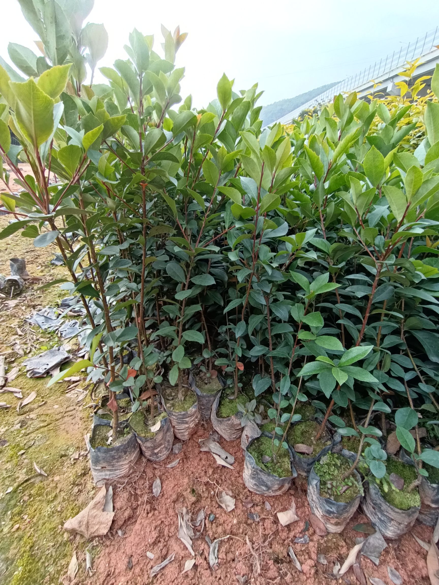 探春花  春花（车轮梅）苗