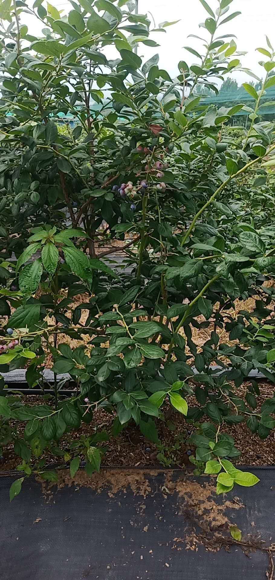 瑞卡蓝莓苗 组胚蓝莓树苗，品种有保障，欢迎实地参观
