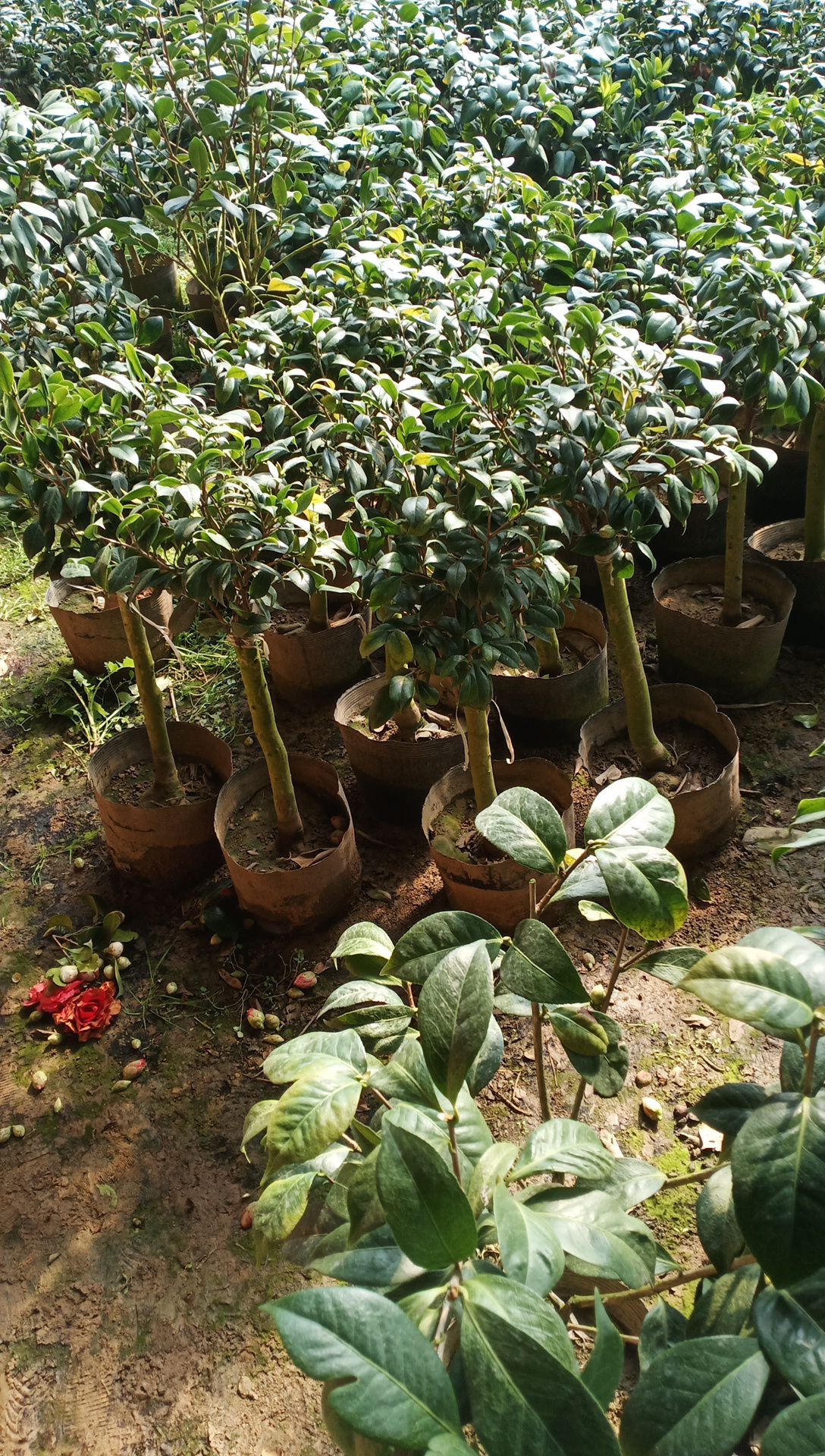 茶花 50~80cm 