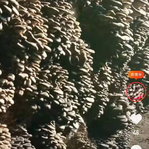 聊城鲜平菇 精品新鲜蘑菇